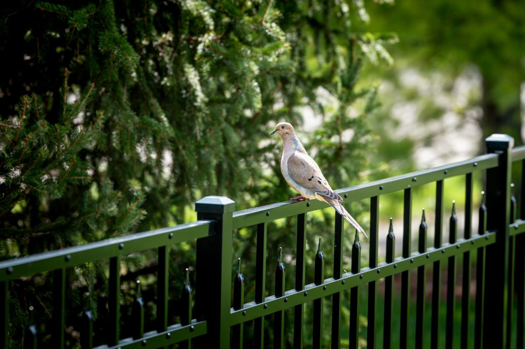 Close-up of a black powder-coated aluminum fence panel with picket pattern and finials